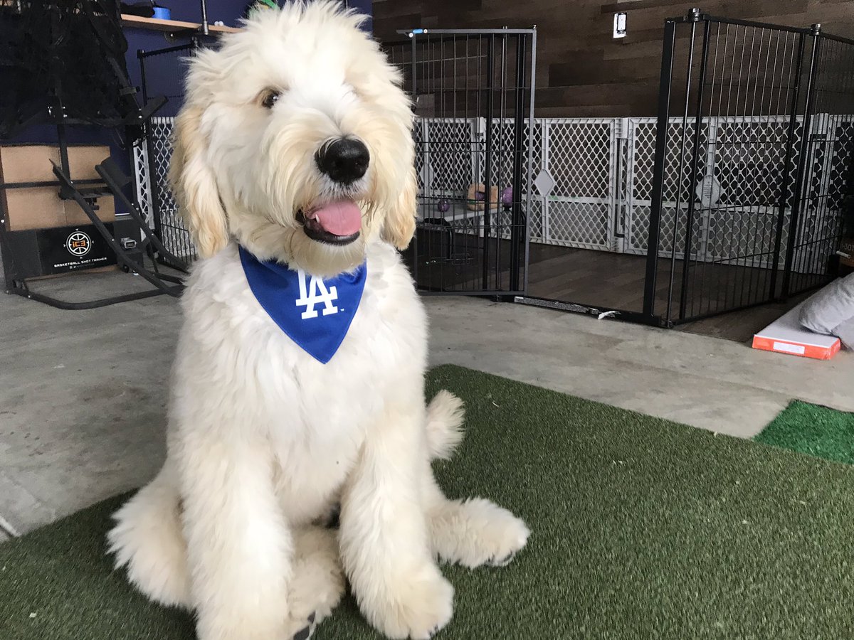 Fireworks and a #earthquake...... hard to be a dog today! 

Please take care of them as it’s the busiest day for rescue centers today and tomorrow with everything going on!
