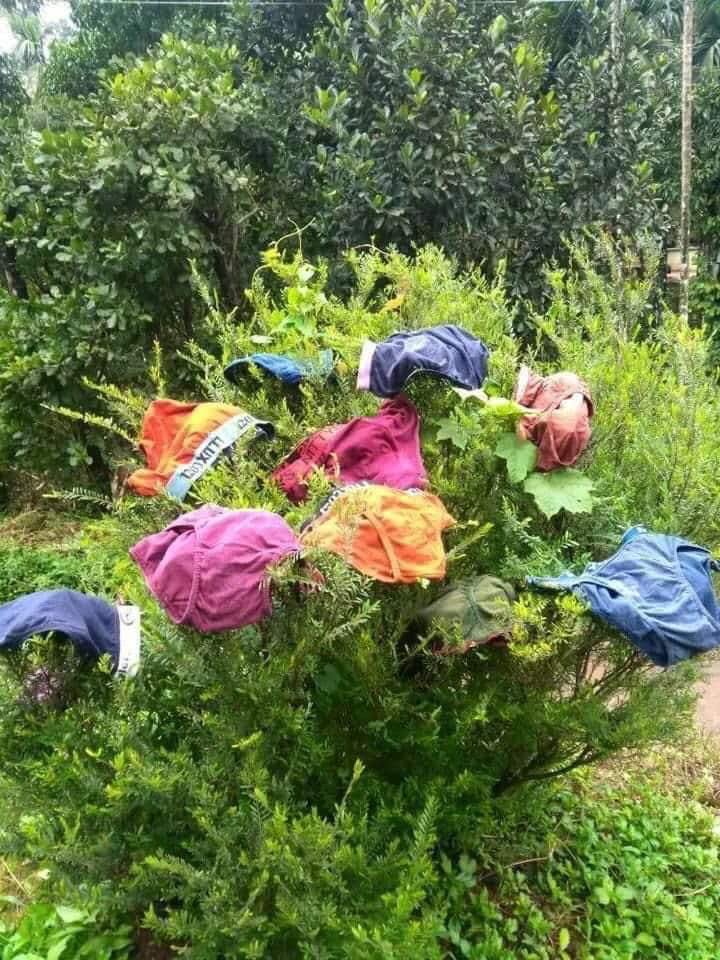 hvgoenka's tweet image. Rare flowers which bloom only in India when the rain stops for a while and the sun shines!