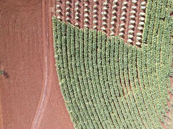 ASantosLab's tweet image. Mesmo vista de cima, a imagem consegue capturar cada detalhe da lavoura! ⠀

#SantosLab #imagensaéreas #vant #aeronavesnãotripuladas #mapeamentoaéreo #drone #landscapephotography