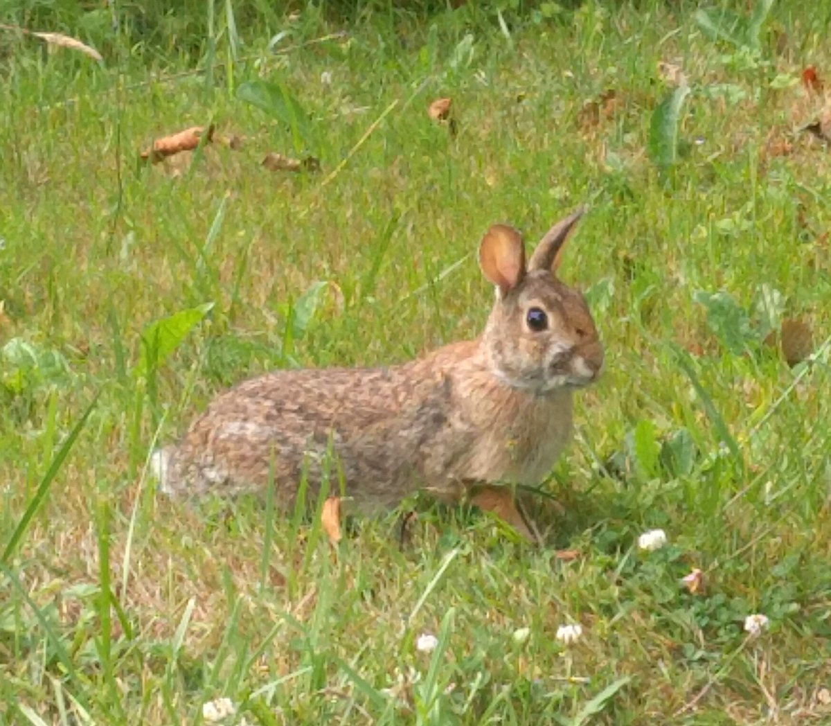 This year I see more and more of these wild rabbits in my yard. They let you get about 5 feet away from them. Makes me wonder if the late snows had any effect on their numbers...