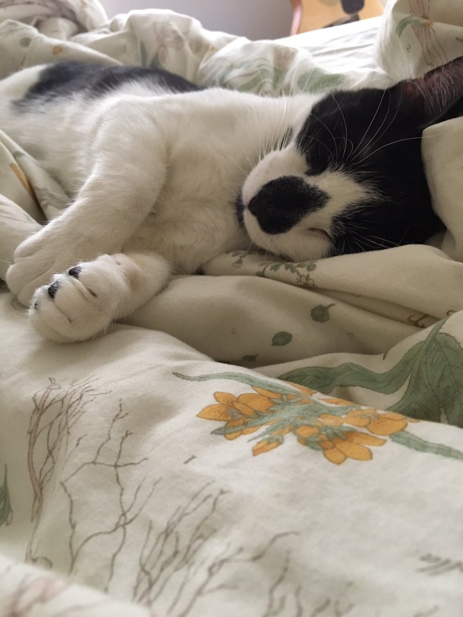 owenbabey's tweet photo. @BotPeepee blanky’s for an bubba https://t.co/CdMA0OT8gA