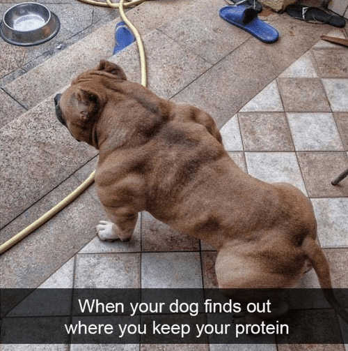JoJosWorldStore's tweet photo. When your Dog finds out where you keep your protein🐾💪
_______
#dogs🐶 #dogmemesdaily #muscles #loyaldog #dogstagram #puppylove #muscle #doglovers #muscleup #dogslife🐶 #dogs #dogslife #instadog #musclemania #gym #TeamJoJosWorld https://t.co/QbJcLlqqgD