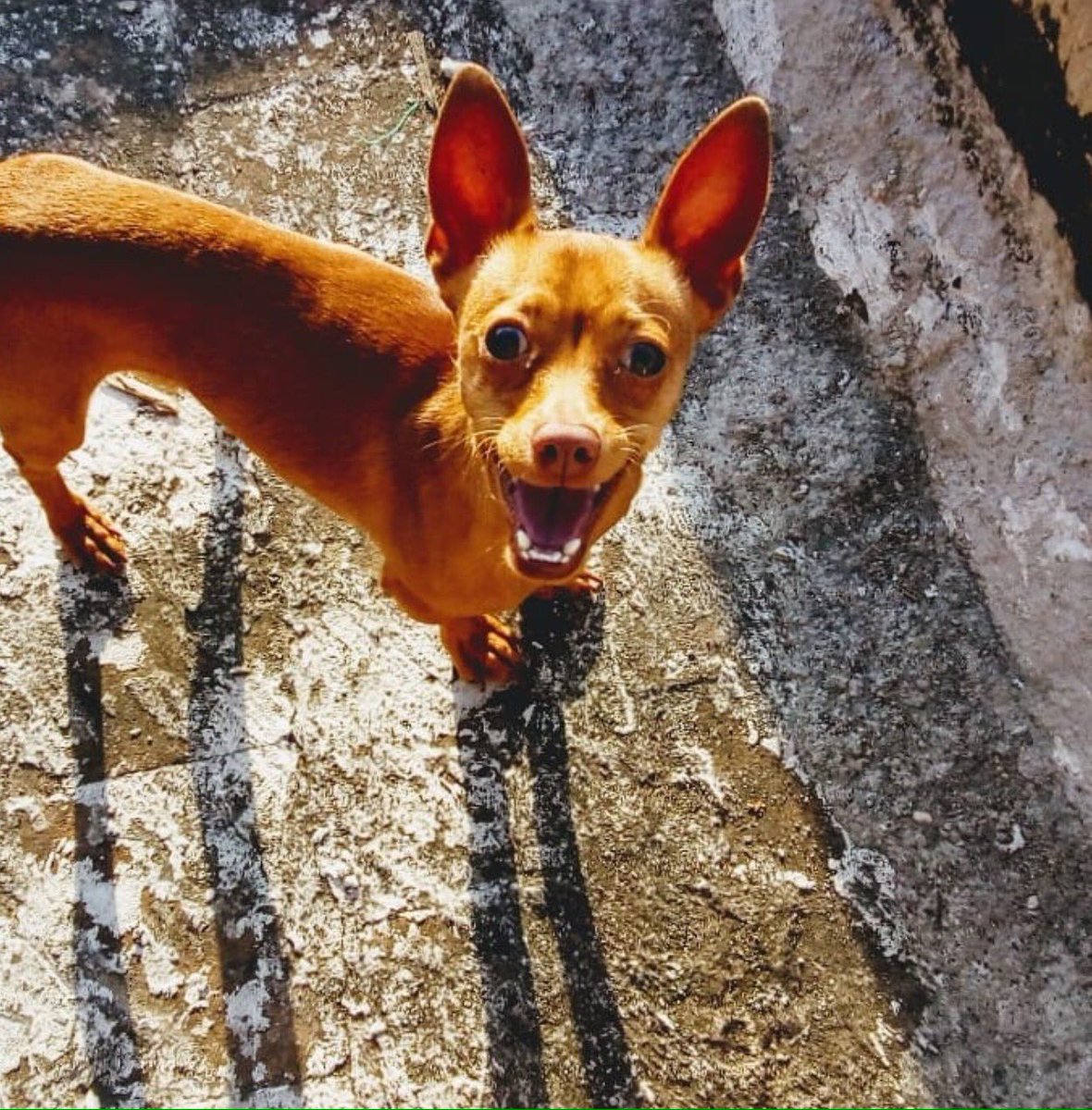 pavolimon's tweet photo. @CuentameloYaOf #MiPerroEnCuentamelo  El es canelo❤️ https://t.co/SUgSk514je