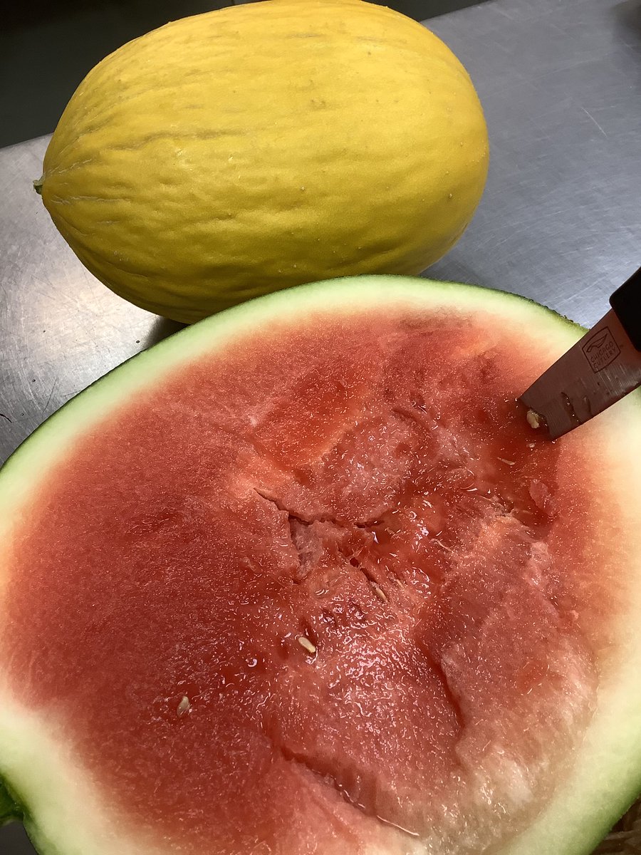 If your going eat #watermelon on the 4th July it might as well be one from #Wrightsmarket #firstoftheseason #buylocal picking casaba melons too