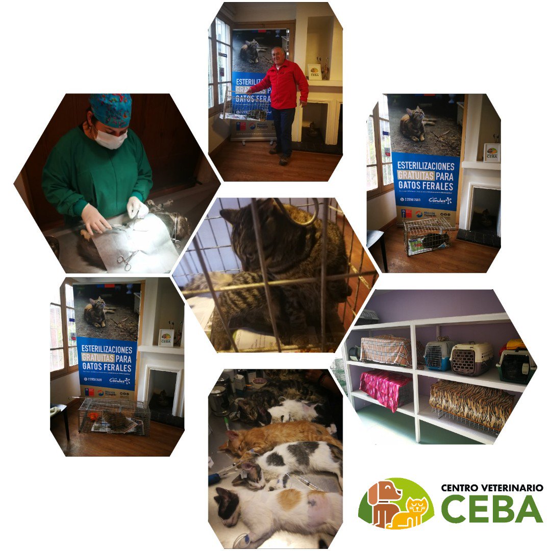 VetCeba's tweet photo. Otra gran noticia es que nos encontramos realizando Cirugías de Esterilización Gratuitas para Gatos Ferales de la Comuna de Las Condes. Y además damos por inagurado nuestro hospital de Felinos 💚😻
#GoCeba #Tnr #Esteriliza #LasCondes https://t.co/RMmOsNHaaD