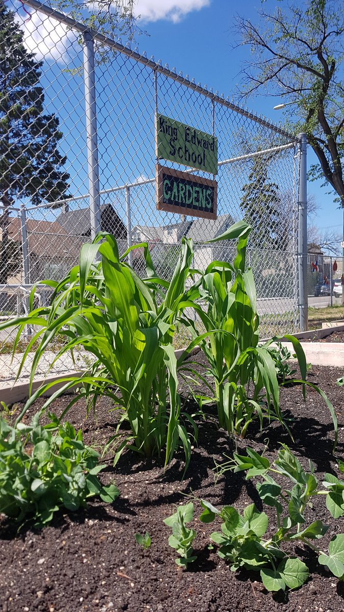 MsKleinsClass's tweet image. Checked in on our gardens today :) #communitygarden #bridgingthegap #threesisters  @KingEdwardWSD @mvok3y