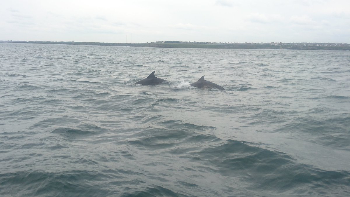 Spent the last few days setting up our new rib "Albi" which will use to survey white-beaked &amp; bottlenose dolphins off Northumberland. Had 15+ bottlenose greet us on or first sea trial outside Blyth harbour! Very promising, will bring proper camera equipment next time.