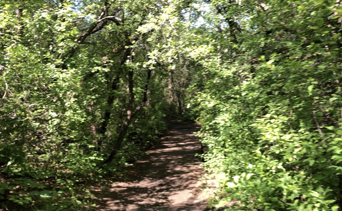 Denise13F's tweet photo. 4.4miles of gorgeous trails. 
#HeForSheRunners
#earthathon
#RunningOnHope
#MorningRoutine
An amazing morning run with @Tim13S along the South Saskatchewan River. Running helps me cope with #PTSD #EndTheStigma #Mentalillness https://t.co/4yTGHuDMuv
