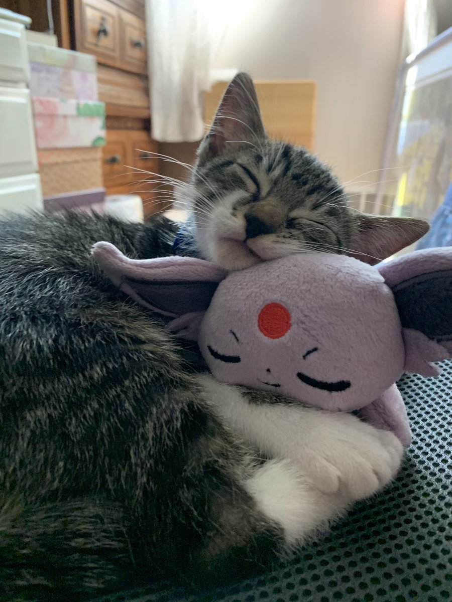 cherininomenon 𓆩❦𓆪 tweet media