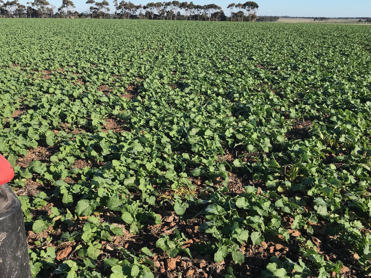 Very pleased with this 45y93CL another solid hybrid, enhanced vigor over y91 I reckon