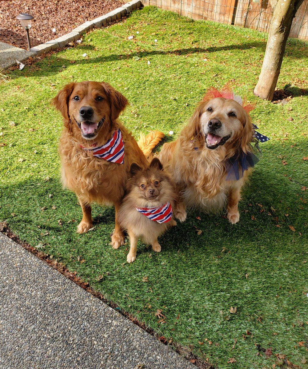 Melody_m_d's tweet image. #Happy4th from my #patrioticpups! 🇺🇸❤💙 #4thofJuly #IndependenceDay #redwhiteandblue #usa