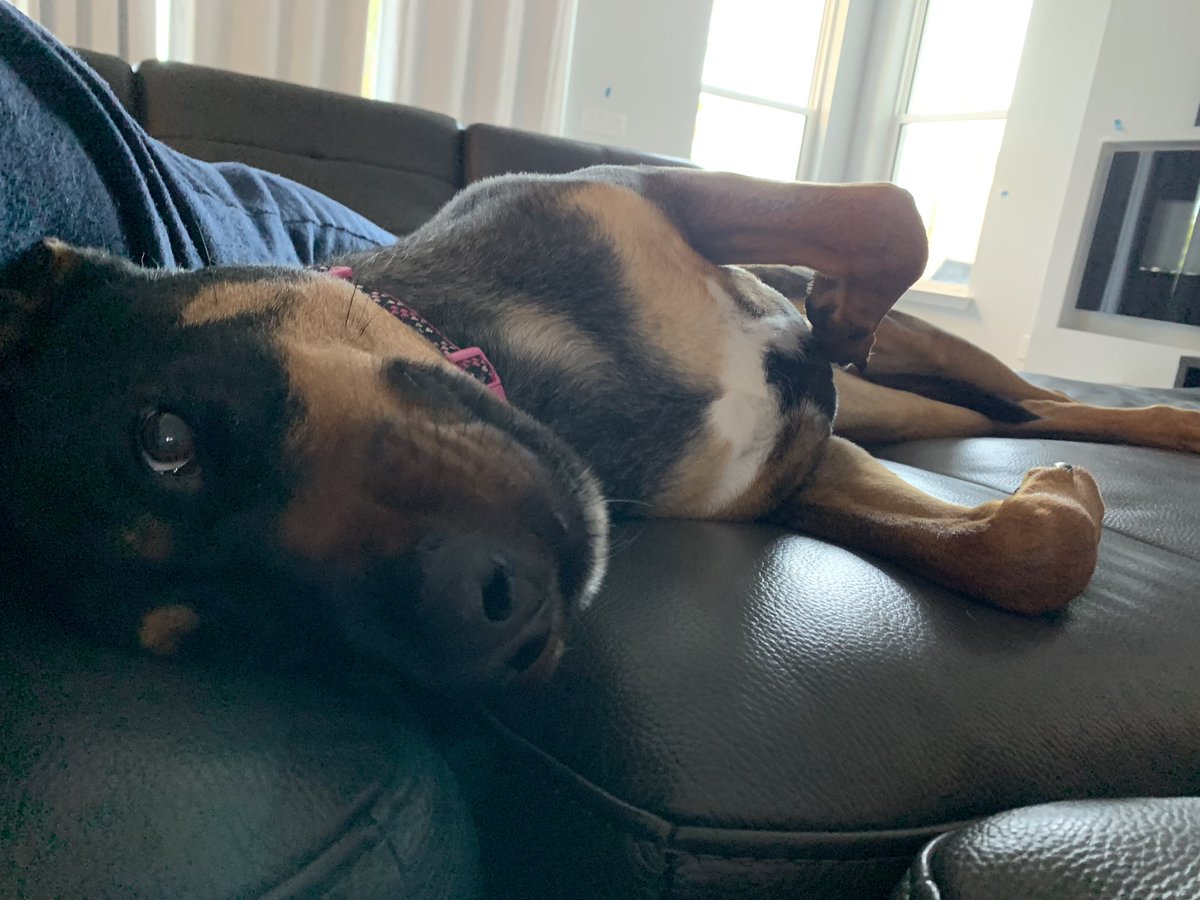 SamanthaaaPaaa's tweet photo. I’m backkkkkkkk - enjoy this picture of my pup as a welcome gift 😛 https://t.co/cLL9bQbCP1