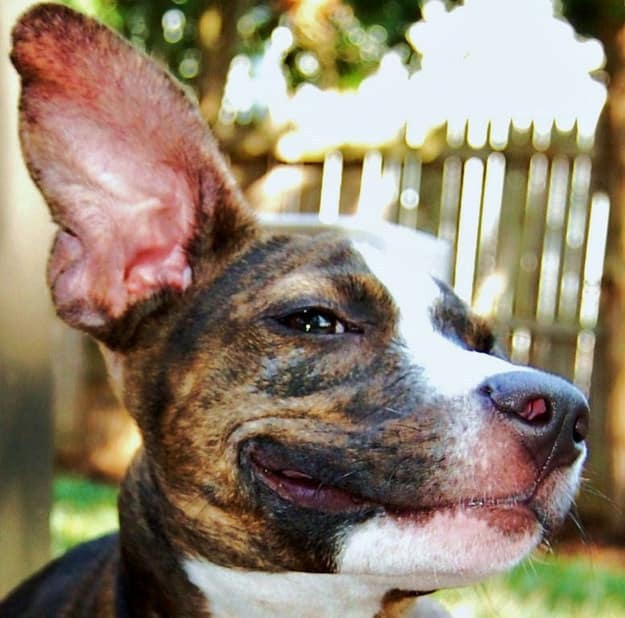 Doggie Fun Fact - 28. And they can hear about 4 times the distance of a human.

#dogs #cats <a href="/STESA_org/">STESA.org</a> #service animals <a href="/STESAofNV/">STESA.org of NV</a> <a href="/STESAofCA/">STESA.org of CA</a>