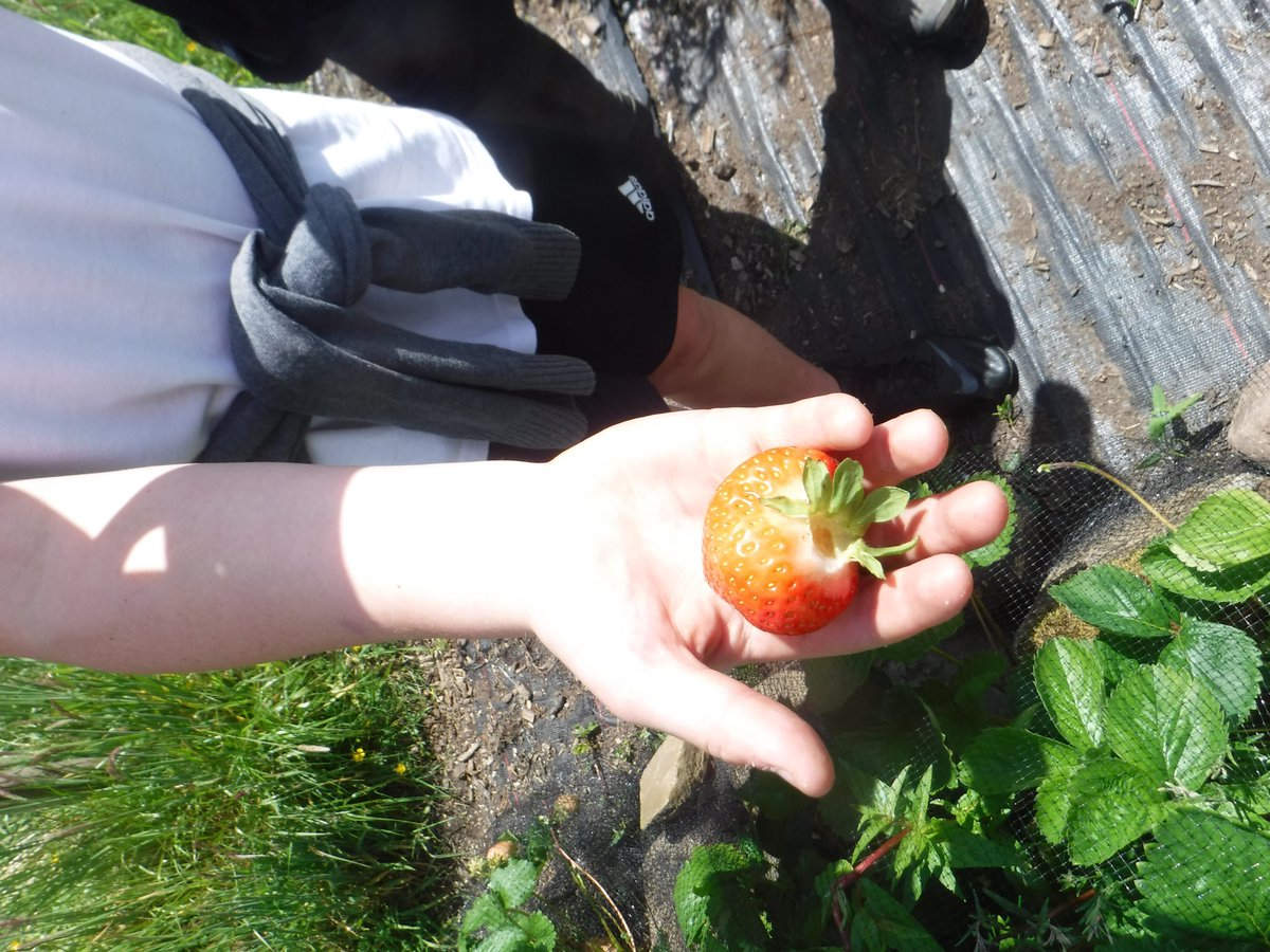 applebyrdcom's tweet photo. Perks of the garden project https://t.co/sdZISuflLf