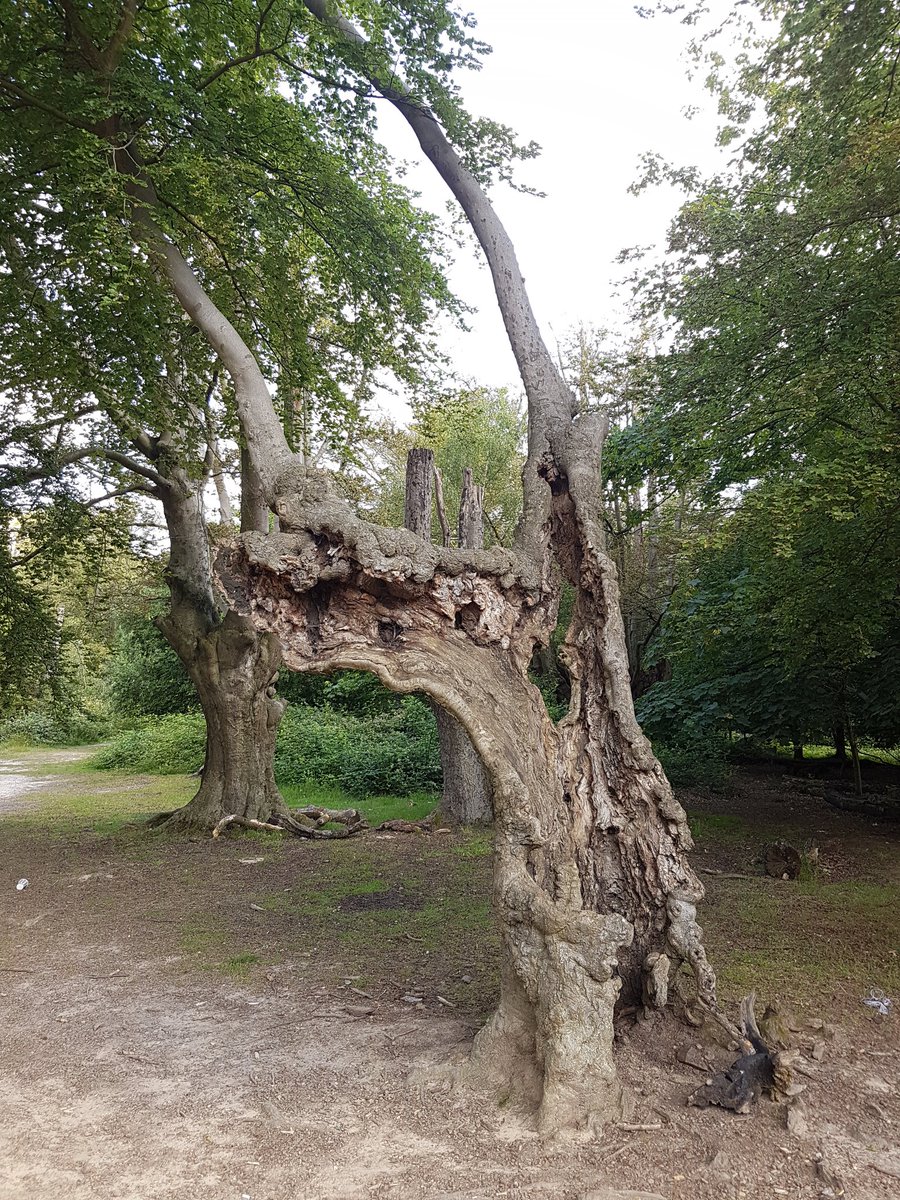 Look at this! An ancient beech - alive and kicking! Gnarly, dead-looking trunk, but thousands of fresh leaves up above 😊 <a href="/AncientTreesATF/">Ancient Tree Forum</a>