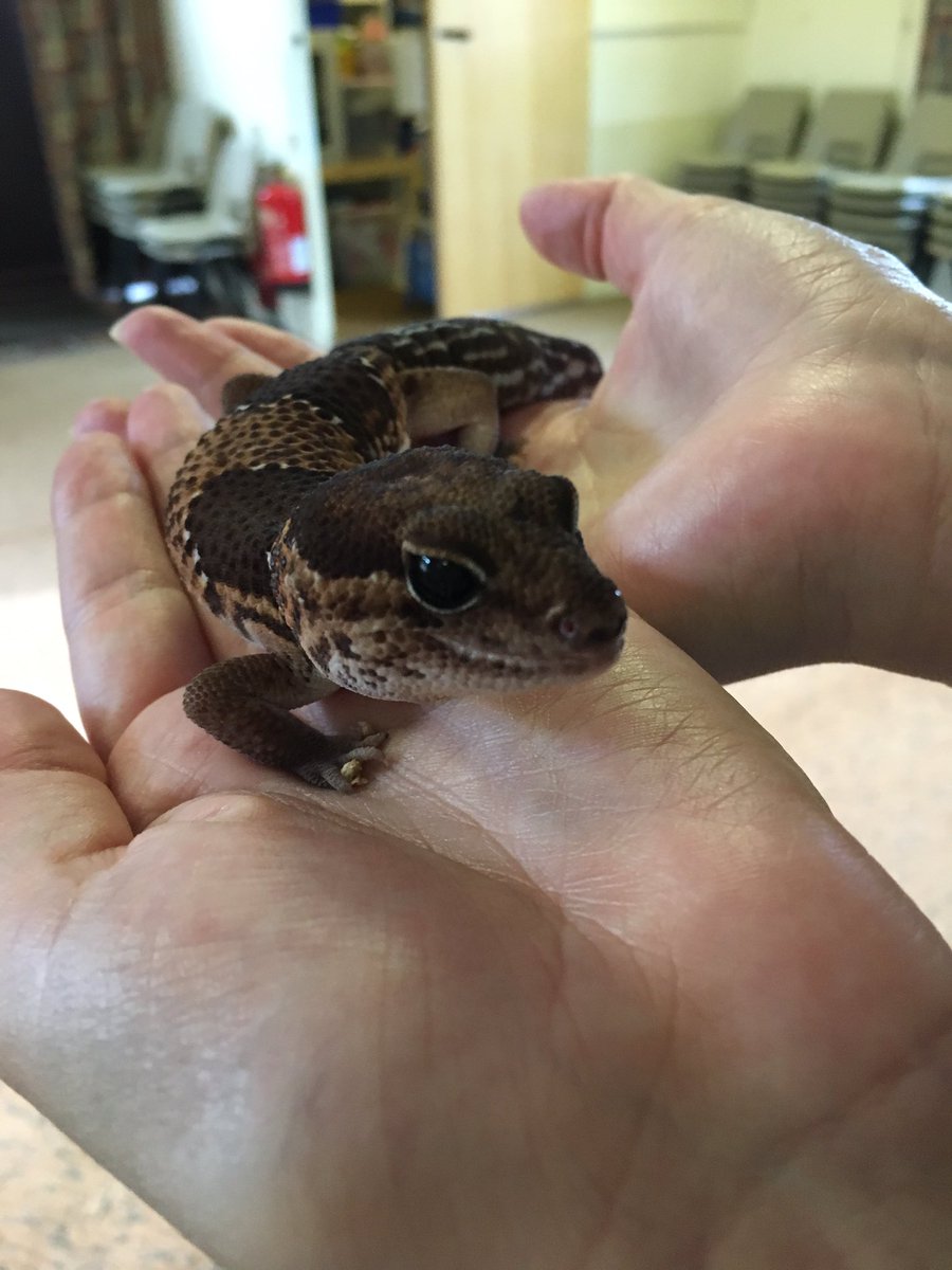 2ndWHbrownies's tweet photo. @scargill_school @fudgeandco .......and a fat tailed gecko #2weekstogo https://t.co/dFv0SjzNMI