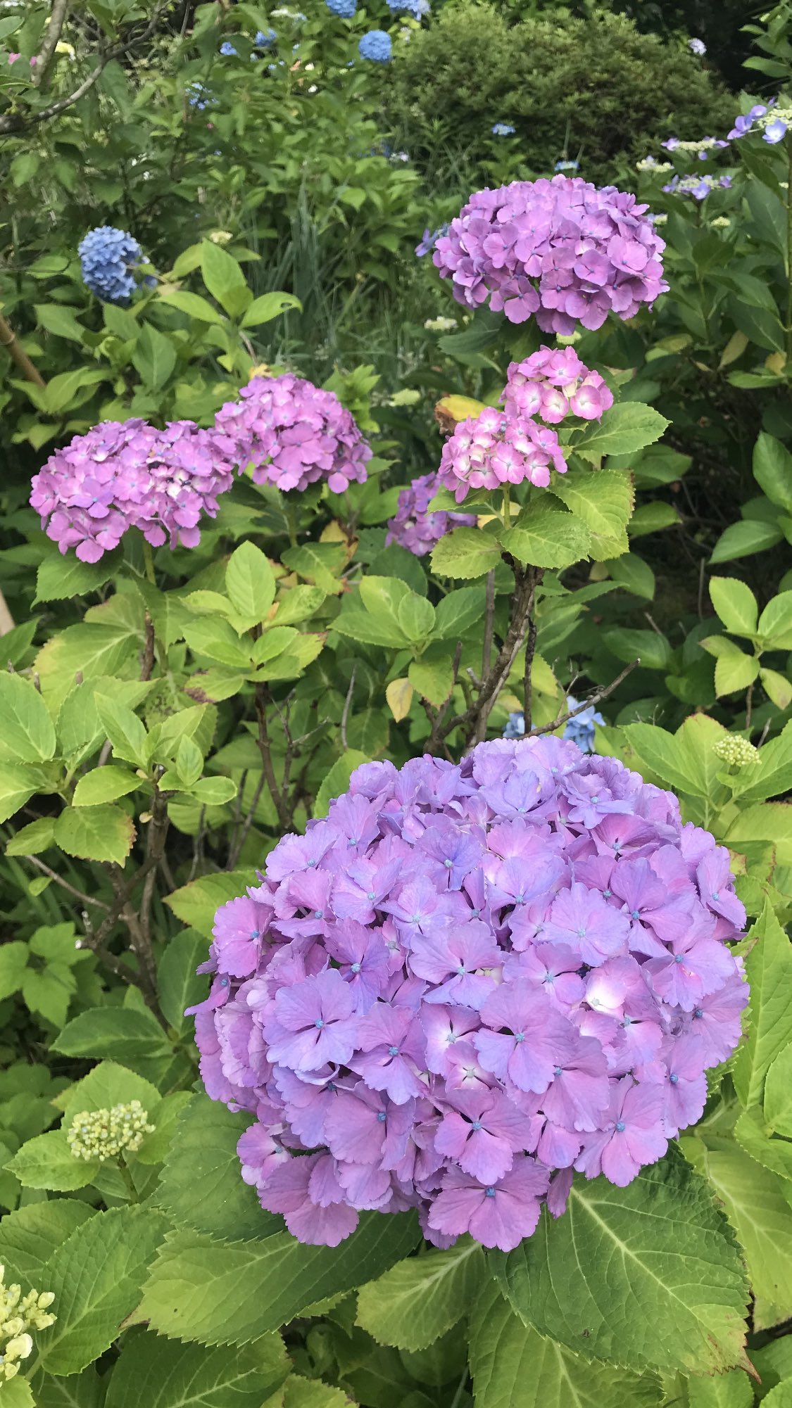 資福寺 Twitter Search Twitter