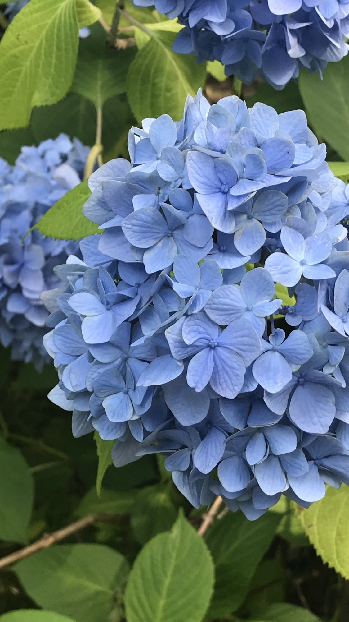 資福寺 Twitter Search Twitter