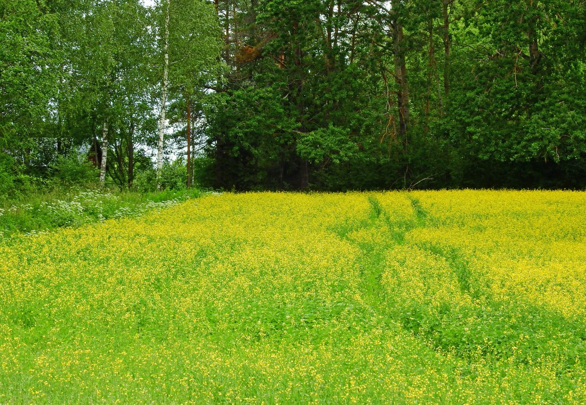 RitvaSavolaine1's tweet photo. Maalaismaisemaa #vanharakennus #linunpesä`ikkunalla #rypsipelto #sääksmäki https://t.co/VNa6bQ51Ss