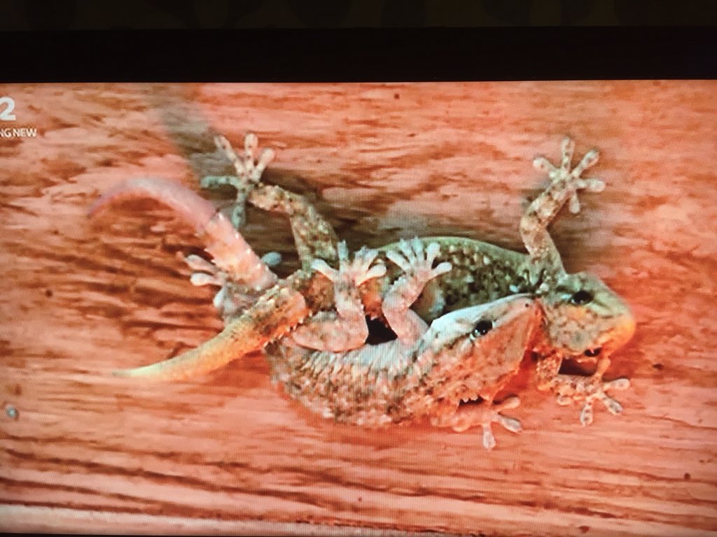 AngelaJ11_'s tweet photo. And the winners of #loveisland are the baby making lizards #loyal https://t.co/w2IXN8xTFb