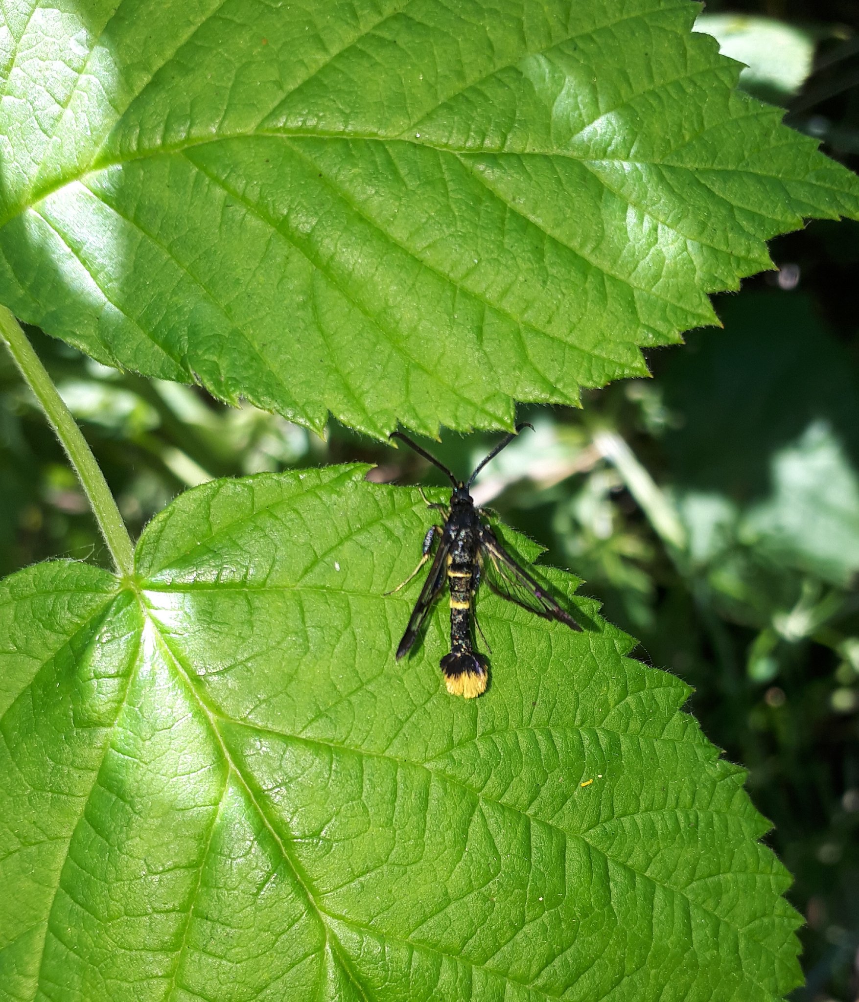 Orange-tailed Clearwing by S.Walton