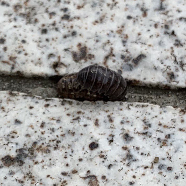 ダンゴムシ 大量 発生 ダンゴムシが大量発生する原因とは ダンゴムシの習性を知って対策しよう