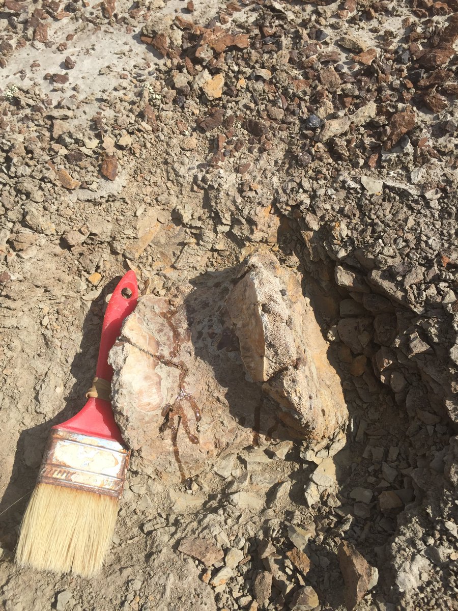 WScottPersons's tweet photo. Tip of the tyrannosaur – a caudal vertebra exposed on the surface. Back from #DinosaurProvincialPark. Good year. Besides this, our team scored a pachy dome, ankylosaur tail club, and various claws and teeth. 
#dinosaur #Fossil #science #fieldwork https://t.co/6xkjMF2FZd