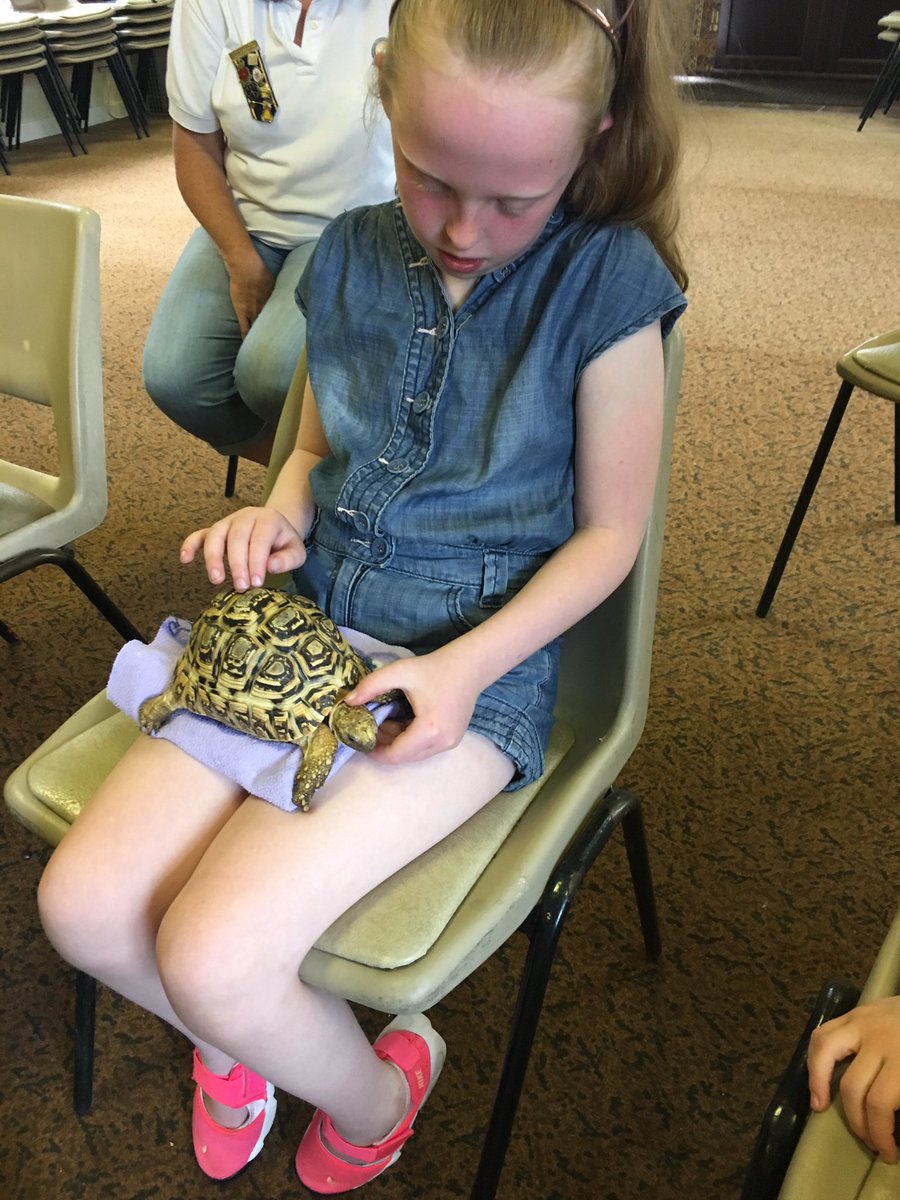 2ndWHbrownies's tweet photo. @scargill_school  @fudgeandco ......there’s more! A skink  and a tortoise #2weekstogo https://t.co/ZT0bzhlDST