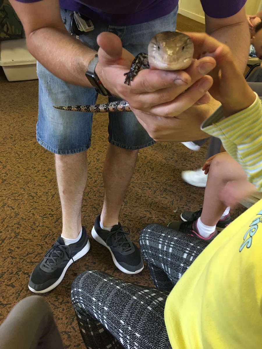 2ndWHbrownies's tweet photo. @scargill_school  @fudgeandco ......there’s more! A skink  and a tortoise #2weekstogo https://t.co/ZT0bzhlDST