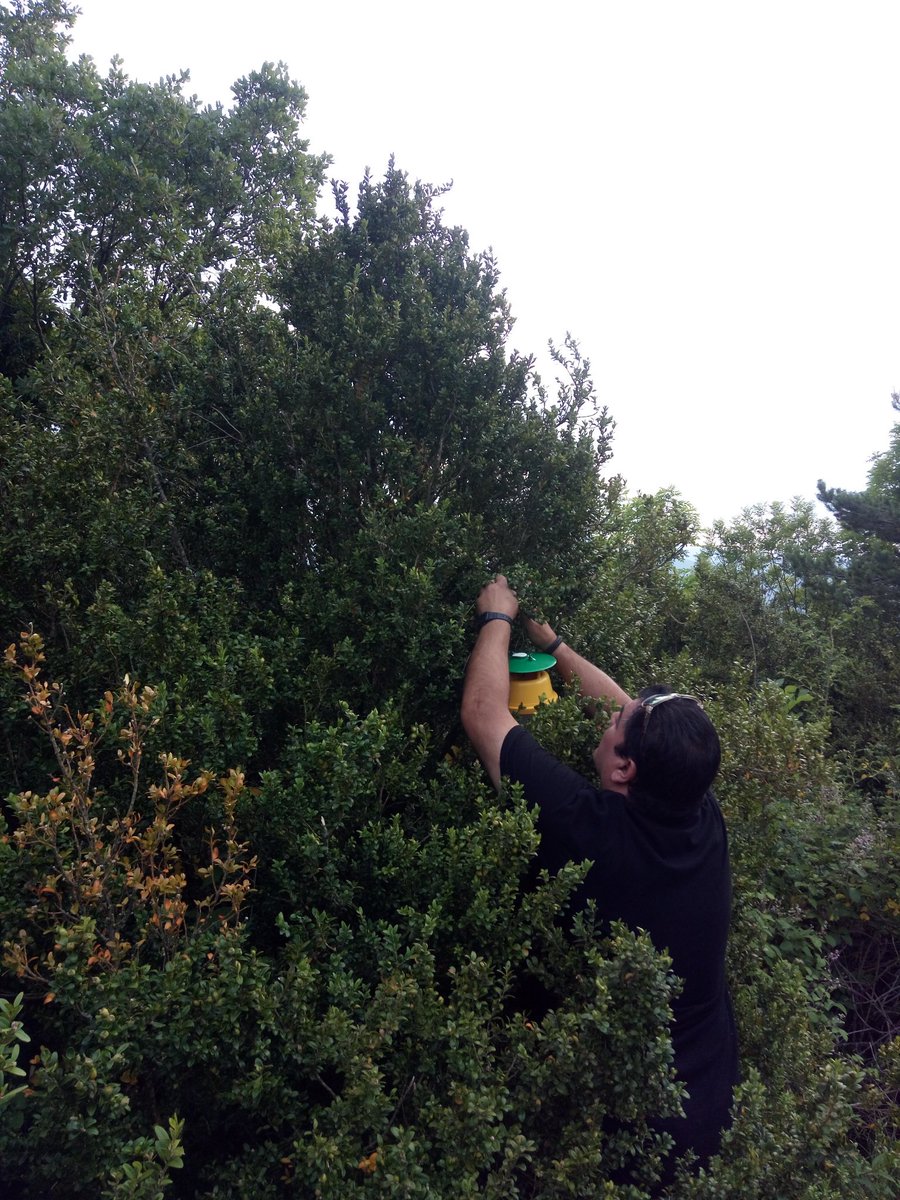 Avui hem penjat les trampes a St. Pere d'Auïre, lloc emblemàtic de Campdevànol amb boixedes impressionants. De moment no estan tocades...