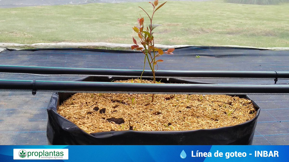 Proplantas tweet media