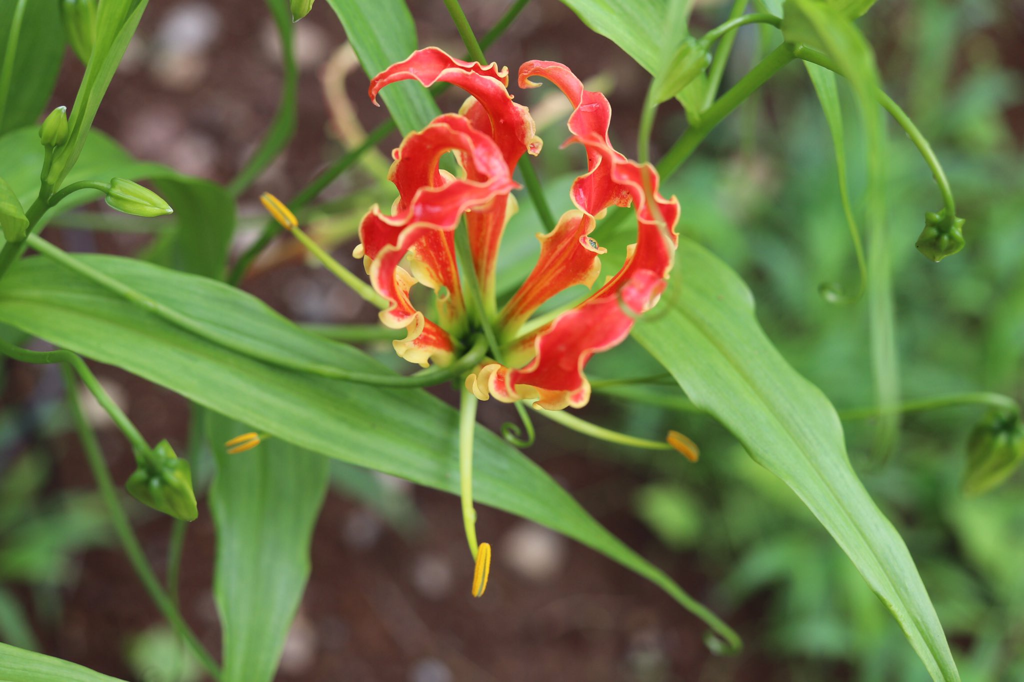 Lilaceae Twitter Search Twitter