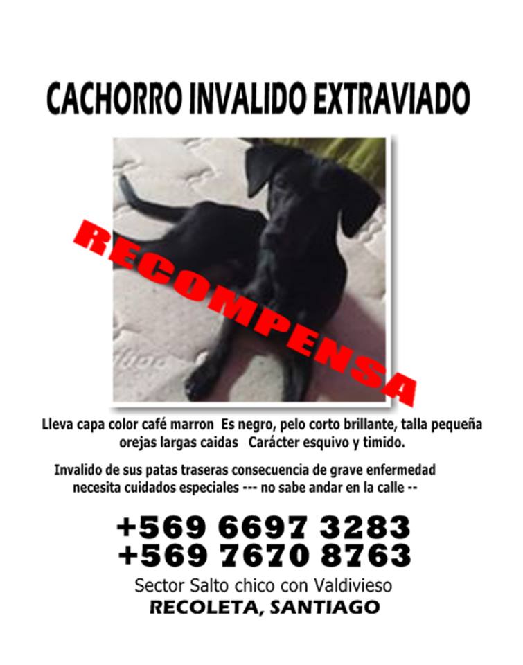 Recoleta Santiago buscamos a Dante cachorro lisiado   ayuda  por favor 
<a href="/ExtraviadoChile/">Extraviado</a> <a href="/SeExtravio/">Se Extravio</a> <a href="/PerrosPlazaHuem/">Perras Tuiteras🐾 Barrio Franklin 🇨🇱🐶🐱</a> <a href="/amoresperrosch/">Amores Perros Chile</a> <a href="/PerrosPerdidos/">PerrosPerdidos</a> <a href="/busca_tuperro/">Busca tu perro</a>