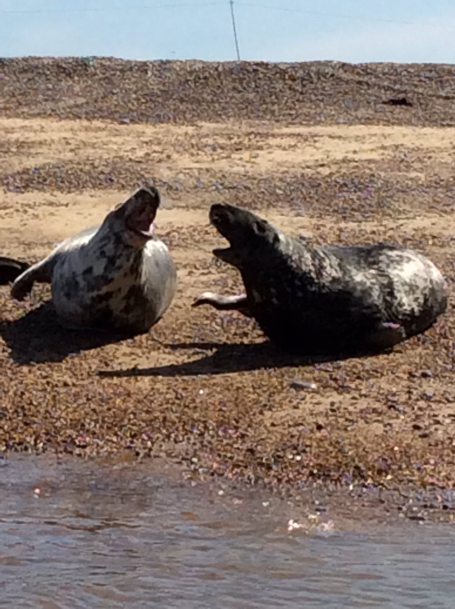 The seals waved at us on our special boat trip at Blakeney today Thank you <a href="/TempleSealTrips/">Temple Seal Trips</a>...fantastic fish and chips again <a href="/Plattens_Wells/">Plattens Fish&Chips</a>