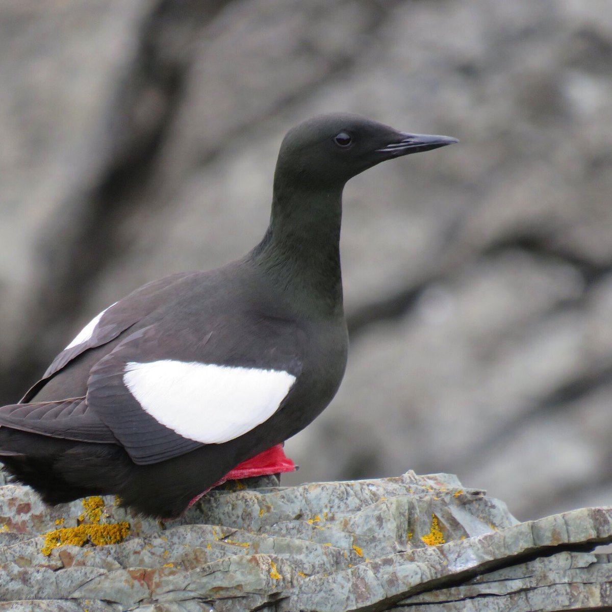 Black guillemots are one of our key study species in the bay. This little dude is breeding at one of our study sites in Castle Cove 🌊 #bobmmop #seabirds #blackguillemot #newfoundland #fieldwork #nature #naturephotography