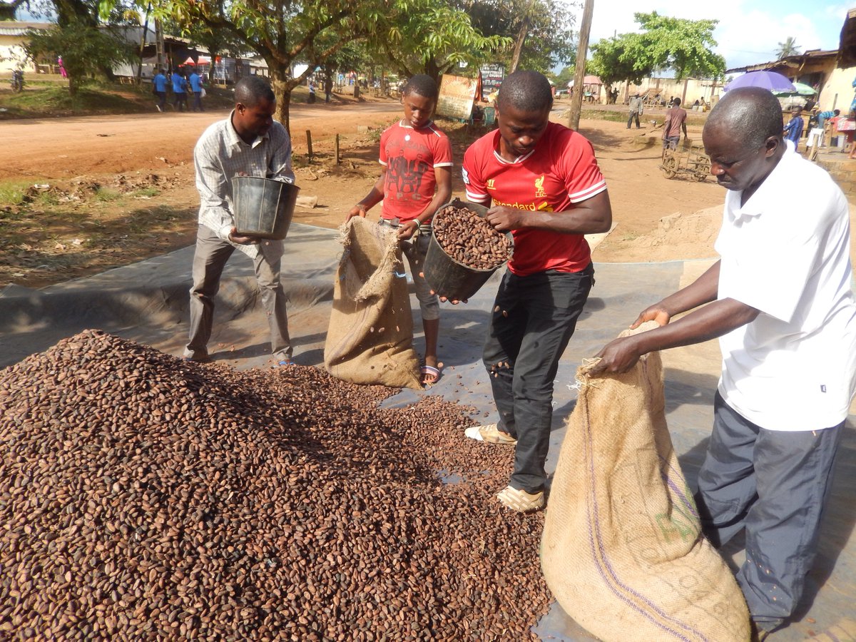 CocoaAlliance's tweet photo. Farmers income continue to be a major challenge in the sector. Which trigger Ivory Coast, Ghana to call for fixed floor price. This proposal didn't get stakeholders support. Farmers income is a major obstacle to realize a sustainable sector. We call for policy/regulation reform. https://t.co/E4LsUqgi7Q