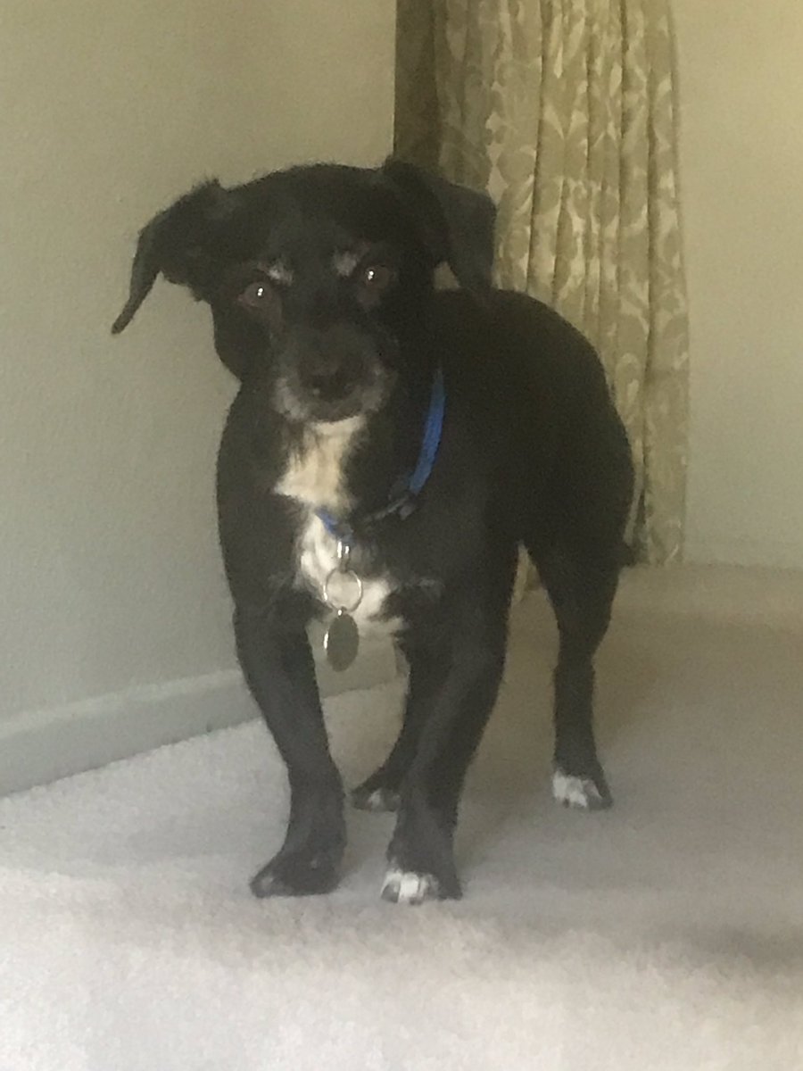 KyleBJorrey's tweet image. Before you set off an illegal firework think about Lewis... #scaredboy