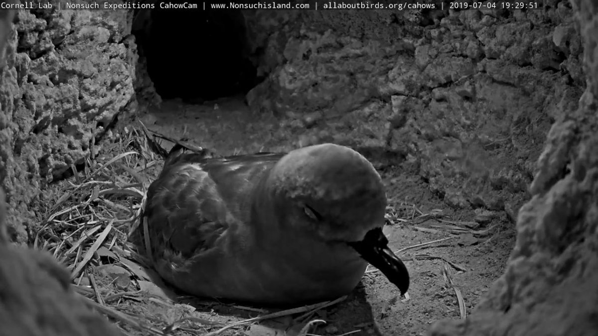BermudaCahowCam's tweet photo. 19:29 7/4 The Trindade Petrel breeds on Trindade and Martín Vaz islands off the coast of Espírito Santo, Brazil. https://t.co/QlswqGk2QY