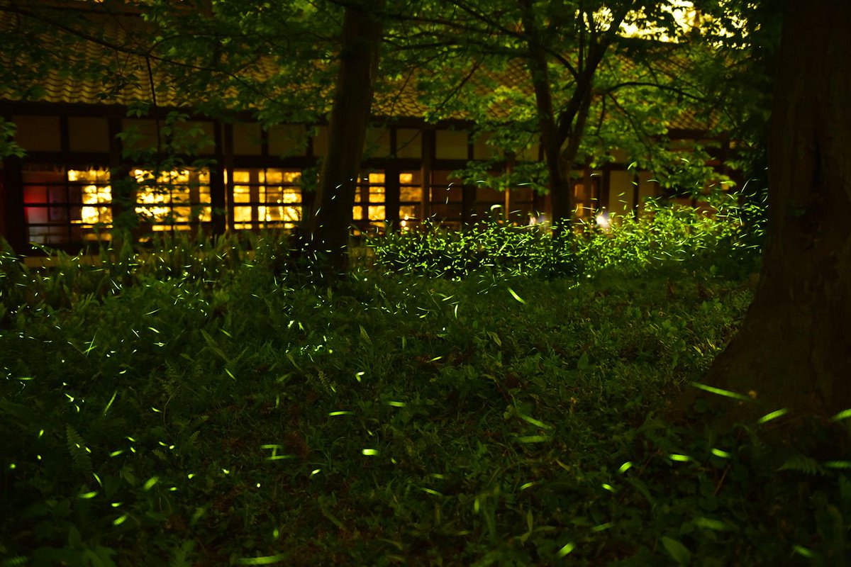 Fireflies at Night