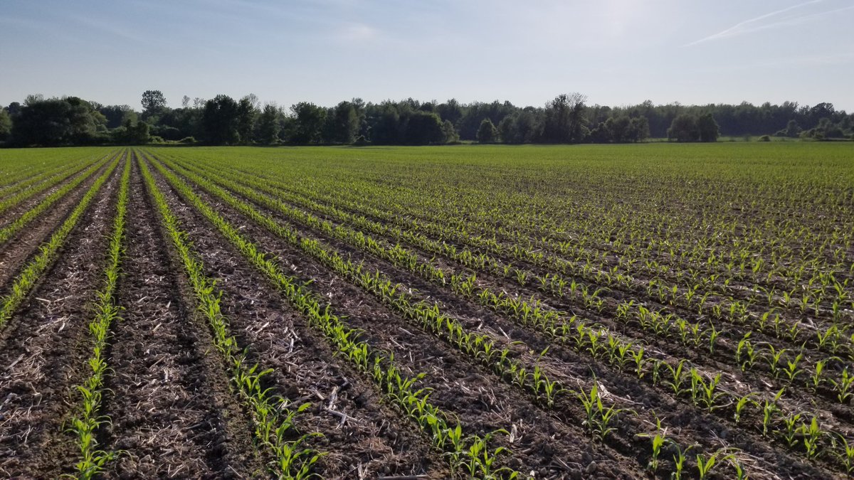 farmerschneck's tweet image. Last planted corn has really improved in last week.  #striptil really shining in these terrible planting conditions.   Long way to go but ahead of 2017.