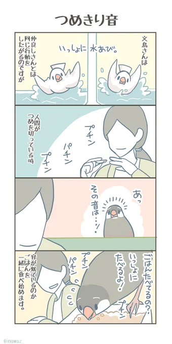 どうも音が似ているみたいです。

#buncho #javasparrow #文鳥 