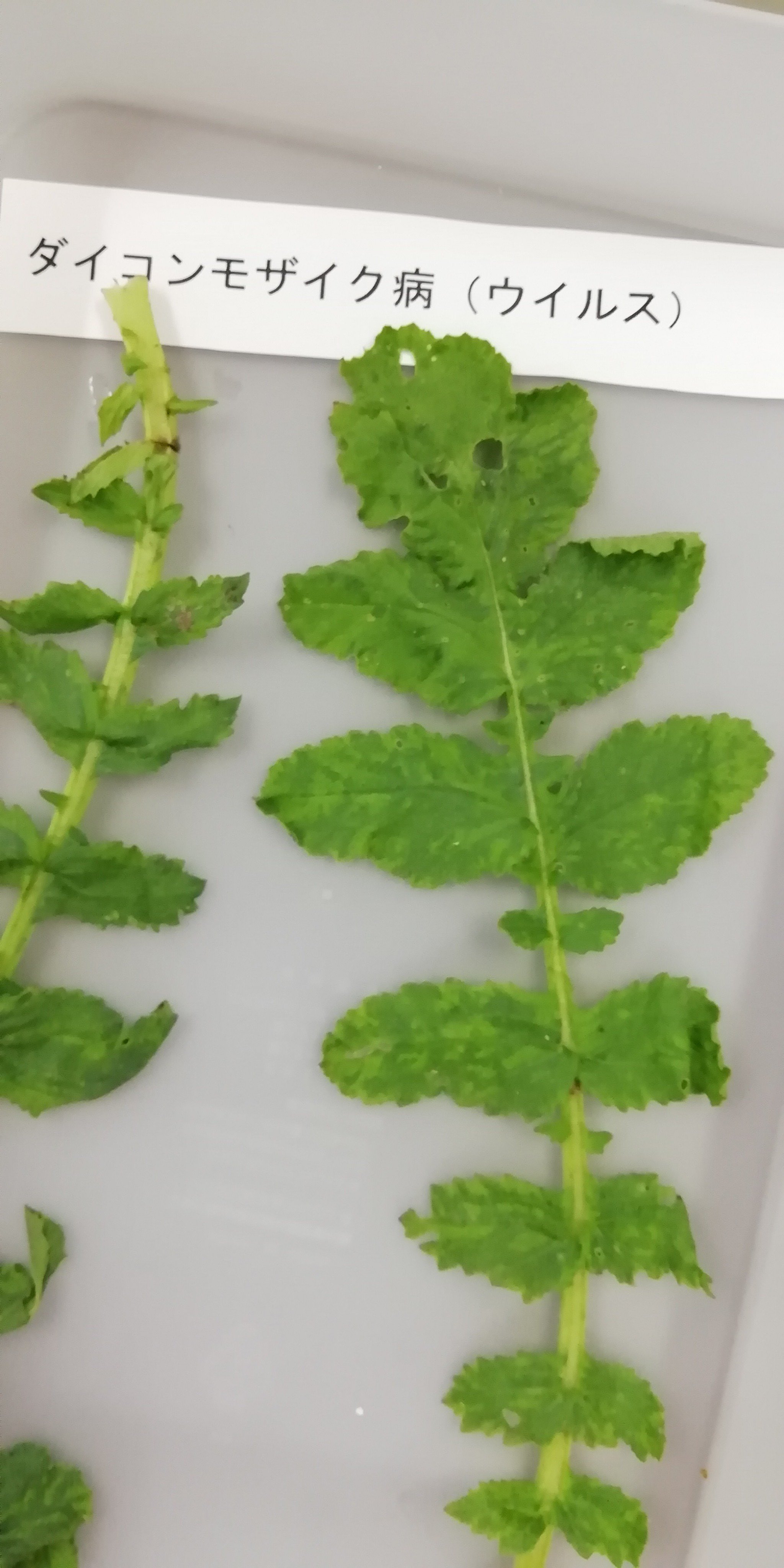 日本自然環境専門学校 公式 植物病理学 ではついに果実 野菜 が出てきました トマトの 灰色かび病 手前のカビのような部分 尻腐病 いずれも食べる分には問題ないようです ヒゲナガアブラムシ の吸汁痕 ダイコンモザイク病 です 環境園芸