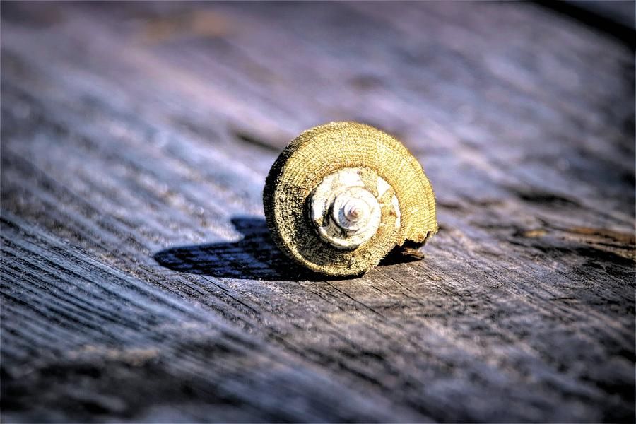 ibgbeauty's tweet photo. Whelk Shell by Karen Silvestri https://t.co/BfWy14Z5v8 #whelkshell #shell #texture  #photography #beach https://t.co/i2UAeZaZzE