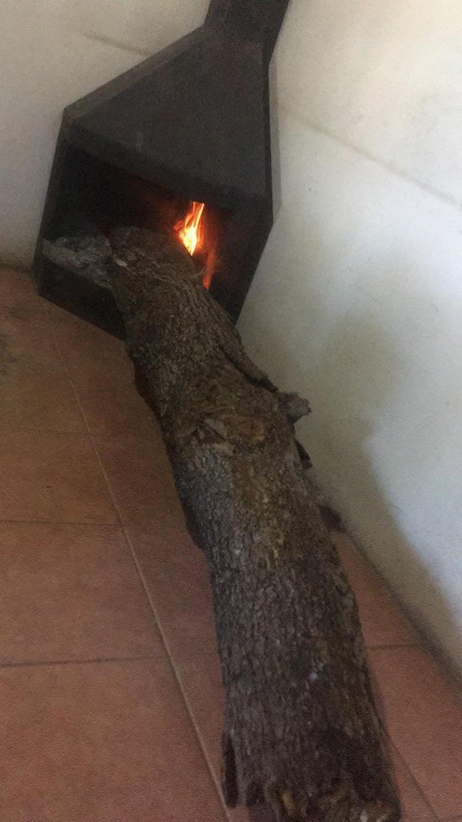 cacatúa tweet media