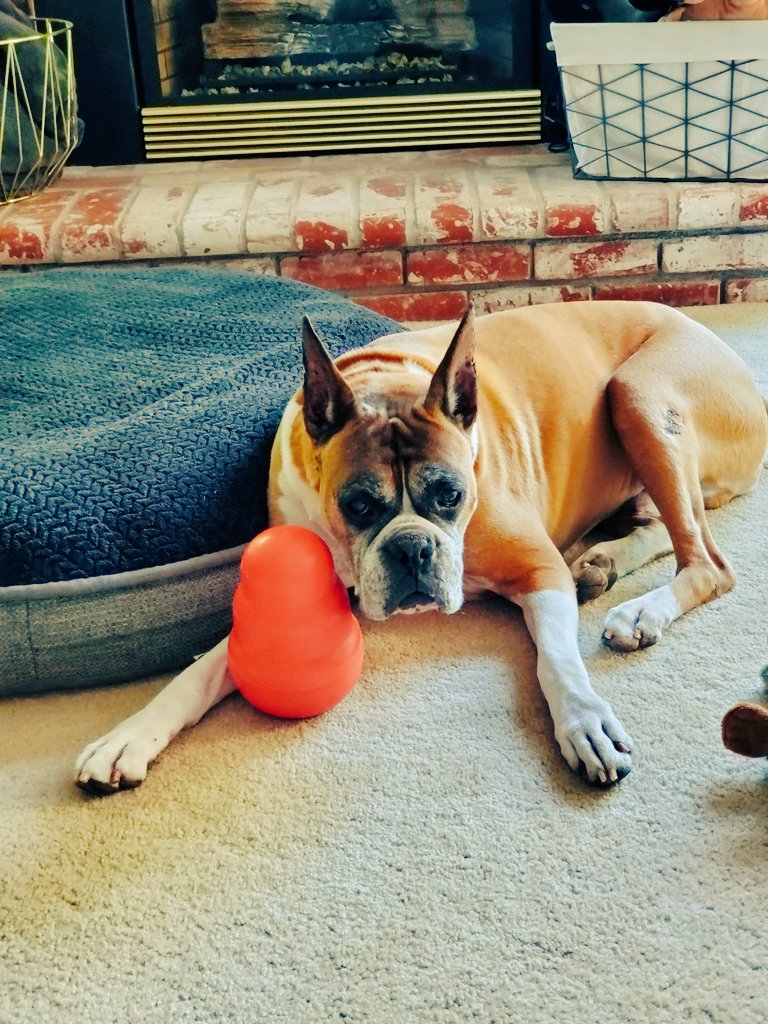 Rogue says happy 4th of July and don't mess with my kong😂🧨🇺🇸 <a href="/beanz143/">Michelle Beeney Leonatti</a>