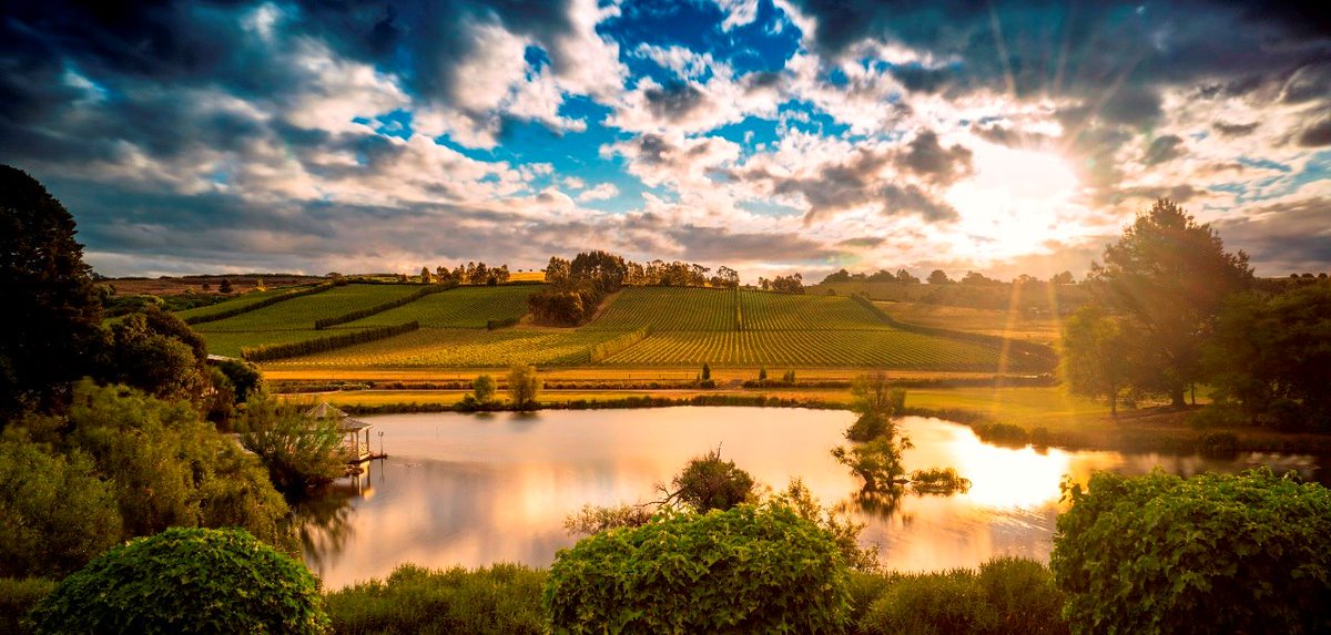 JosefChromy's tweet photo. @SmellyHeir Hi there. Good question. Tasmania is the GI / region.  Only 170 producers in Tassie and we produce less the 1% of Aust crush but its 4.5% of the value. Highest price per ton of fruit in the country.  Pinot, Chard &amp; Fizz are the bread and butter down here. @bibendumwine https://t.co/fF5F1FWqoD