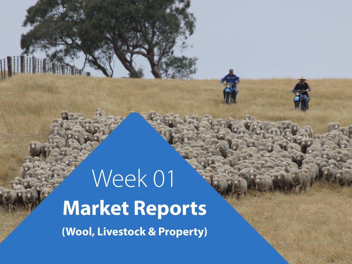 awn_rural's tweet photo. 🐑🐄 At the close of the Australian Wool Market week 01, there were 30,991 bales offered, 29,046 bales sold with a passed in rate of 6.3%. For more info visit https://t.co/hDCPD8Rb07 … #woolmarketreports #woolnetwork #wool https://t.co/RFeGUmRcT4