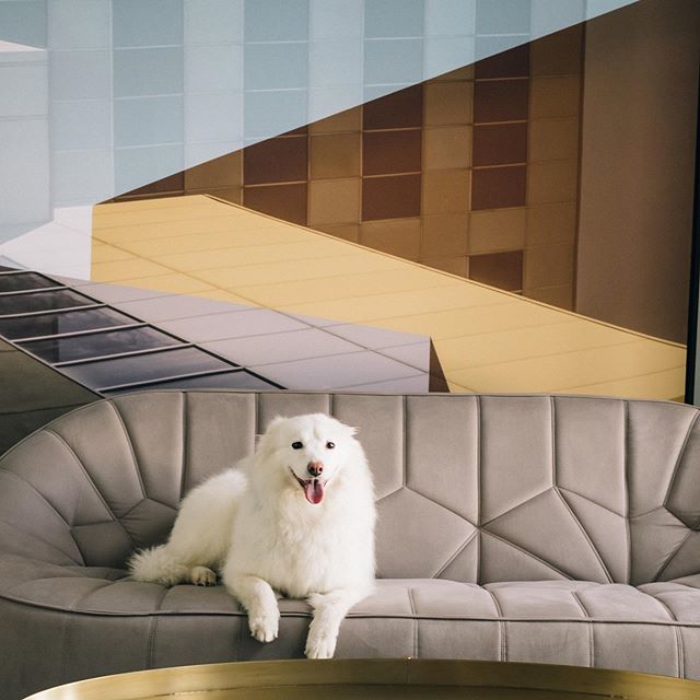 angesae's tweet photo. She lives a posh life ❤️❤️🐶❤️❤️
.
.
.
.
.
.
#dogsofinstagram #adoptdontshop #puppylove #yvrpets #furbaby #yvr #vancouverdogs #suitelife https://t.co/Ww1R20NK7c https://t.co/TQZHe49vJ3