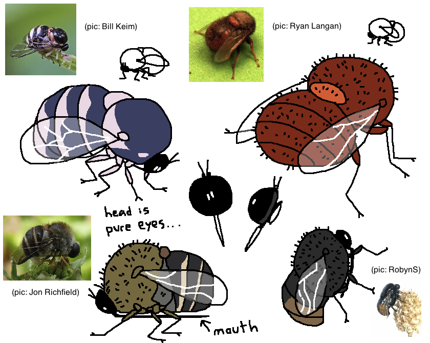 PLEASE you don't understand, small head flies are total anarchy
#acroceridae
#mossworm
#entomology 