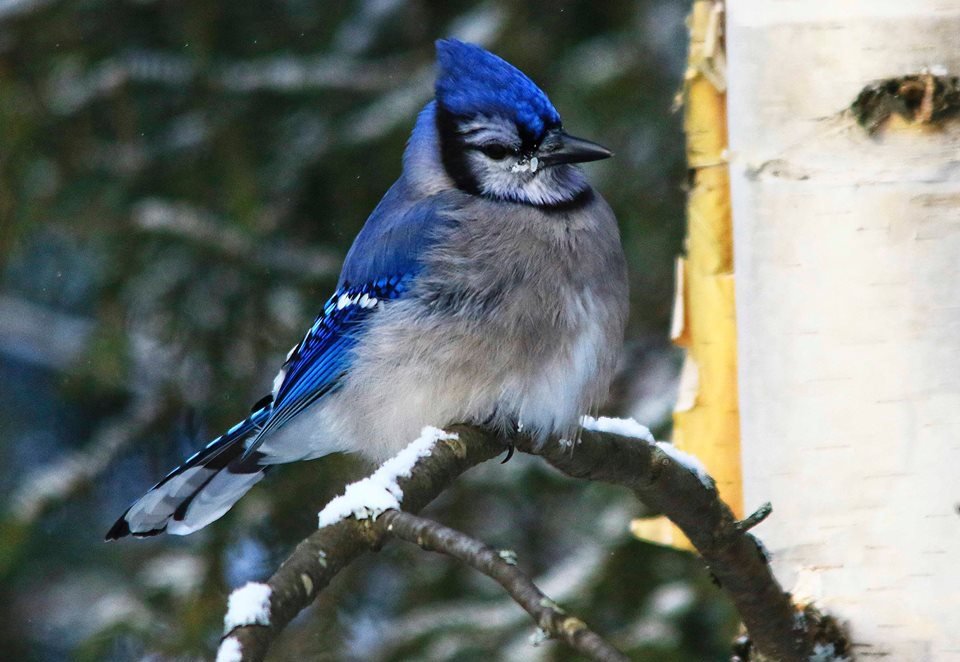 @HNmttcY3QAJvor1 Blue Jay from home 💙 Have a great day! #localphotographer